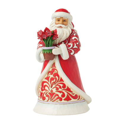 Santa with Blooming Amaryllis